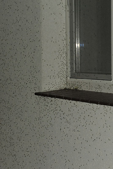 Plaga komarw powrcia na wyspy