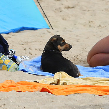 Nie stosują się do zakazu wprowadzania zwierząt na plażę