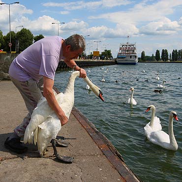 Uratowano łabędzia i mewy z powbijanymi haczykami wędkarskimi