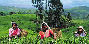 Sri Lanka – wyspa przypraw i herbaty