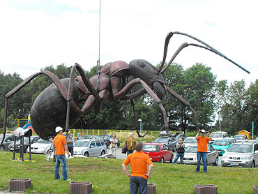 W wiecie gigantycznych insektw