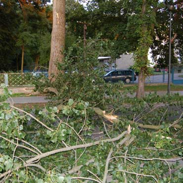Gałąź runęła na chodnik