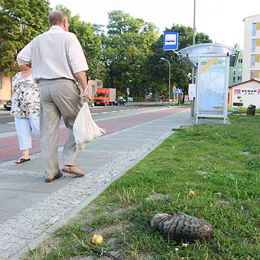 Widzisz martwe zwierz na ulicy – zadzwo do schroniska