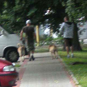 Uwaga na agresywne psy!
