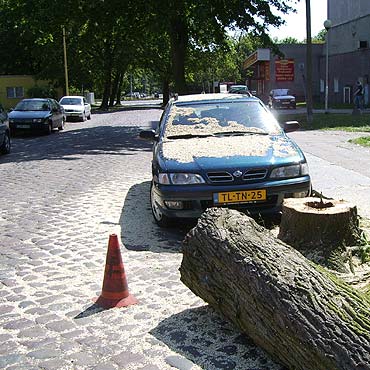 Nie parkuj przy drzewach! 