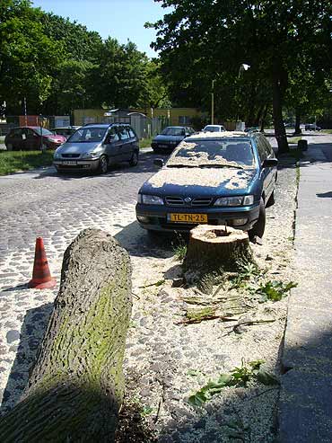 Nie parkuj przy drzewach! 