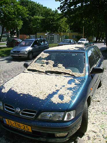 Nie parkuj przy drzewach! 