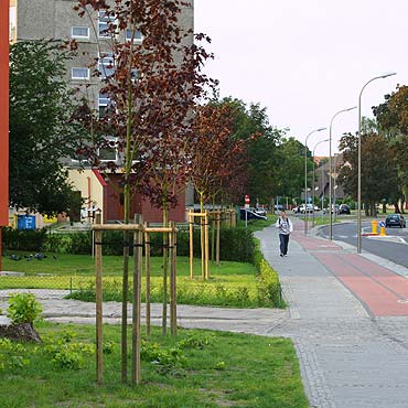 Posadzili due drzewa