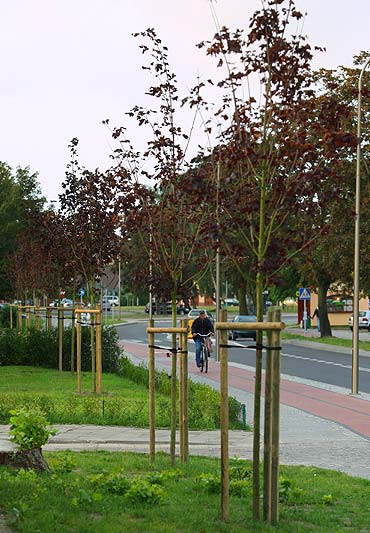 Posadzili due drzewa