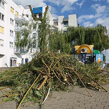 Przycinali wierzby