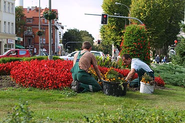 Ogrodnik posadził 220 chryzantem. Jest pachnąco i kolorowo