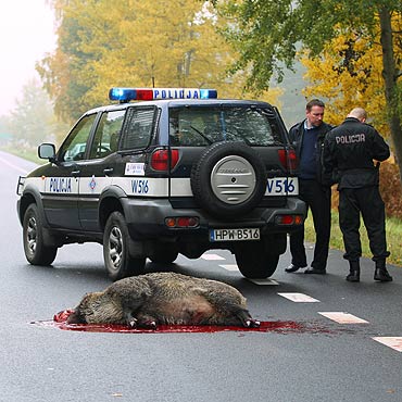 Dzik wybieg przed forda. Zwierz nie yje