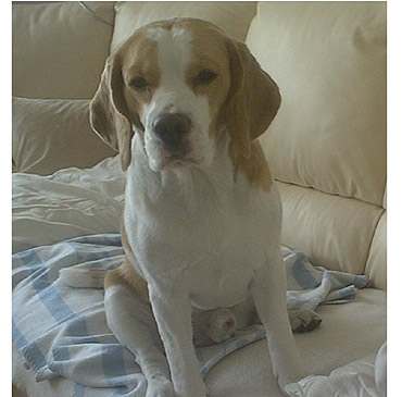 Dziki Wam odnalaz si Snoopy!