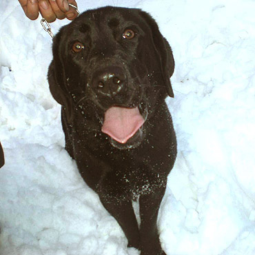 Przygarnijcie labradork 