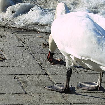 Najpierw wytapla si w bocie. Potem zjad psi kup…