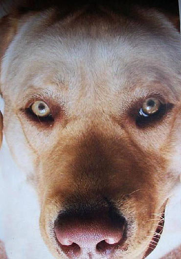 Kto widzia labradora Mena? Za pomoc w odnalezieniu czeka nagroda!