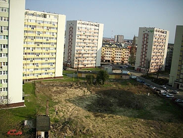 Dzikie ostpy w centrum miasta