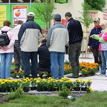 Kto posadzi kwiatki<br>przy ul. Pisudskiego 