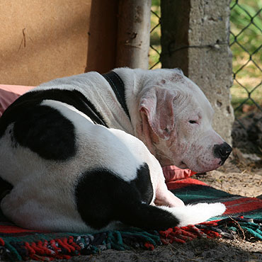 Szukamy waciciela pitbulla, ktry porzuci psa w pocigu!