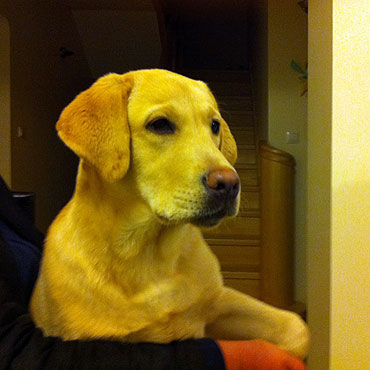 Szukamy wacicieli labradora
