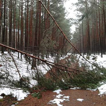 Poamane drzewa zalegaj na ciekach 