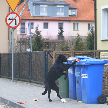 Bezpaskie psy – nierozwizany problem 