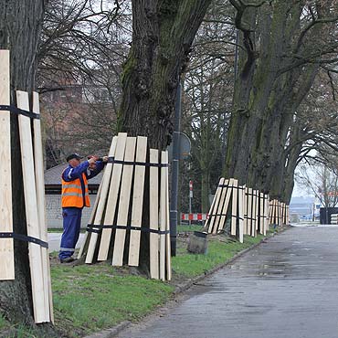 Podczas przebudowy zadbaj o drzewa