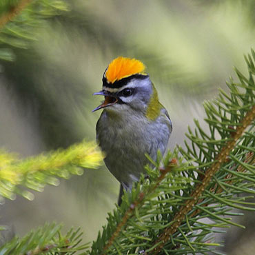 Ptaki naszego miasta – cz.9 Zniczek (Regulus ignicapillus)