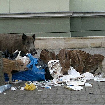 Wataha dzikw sterroryzowaa turystw