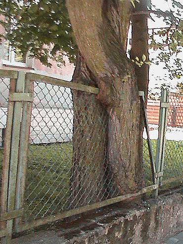 Drzewo przytulio si do ogrodzenia 