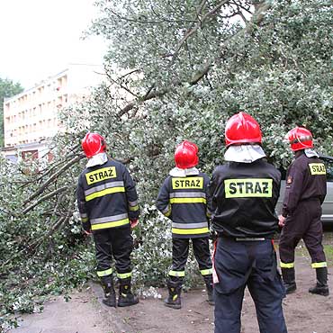 Drzewo runo na samochody