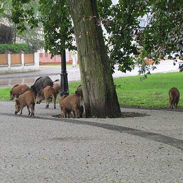 Dziki wol ry odnowion cz parku