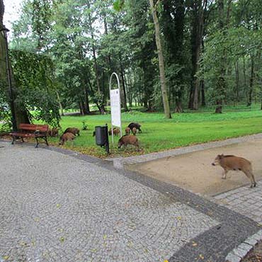 Dziki wol ry odnowion cz parku