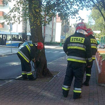Straacy gasili ponce drzewo na Paderewskiego