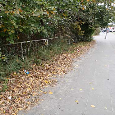 Zamiecona Barlickiego