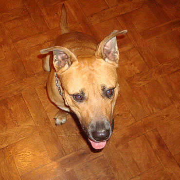 Zasmucona amstaff`ka tskni za swoim wacicielem