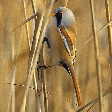 Ptaki naszego miasta – cz.16. Wsatka (Panurus biarmicus) 