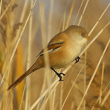 Ptaki naszego miasta – cz.16. Wsatka (Panurus biarmicus) 