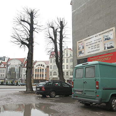 Przycięli drzewa przy Armii Krajowej
