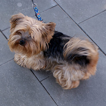 May Yorkshire Terrier zgubi si wacicielom