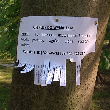 Ogoszenia szpec drzewa