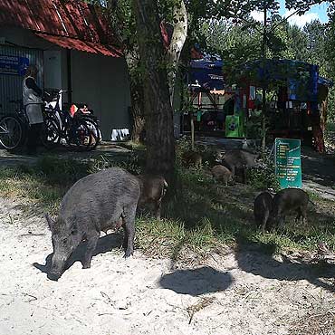 Dziki maj si dobrze