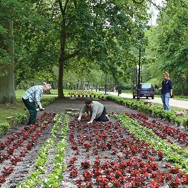 Dziki ryj Park Zdrojowy – na caego!