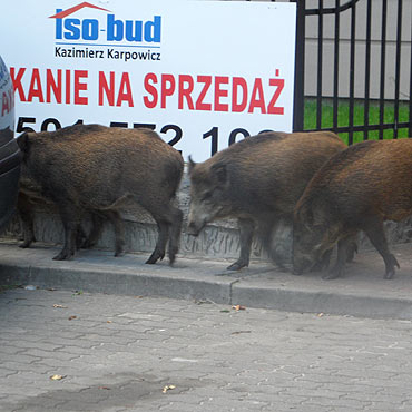 Inni bez pardonu zabijaj zwierzta bo im przeszkadzaj. 