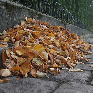 UM: Sprztajcie licie przed swoimi posesjami!