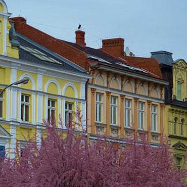 Co si stao z krzewami? Jeszcze zakwitn czy uschy na mietniku? 