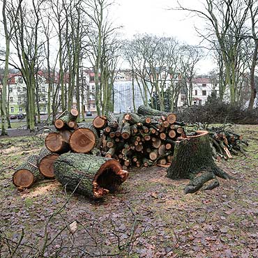 Rewitalizacja Parku Chopina. Wytn 100 drzew, bo nie chc by byo niebezpiecznie