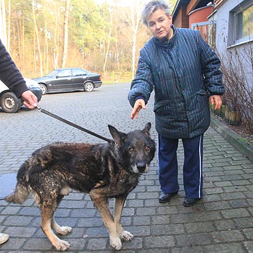 Kolejna ofiara ludzkiej nieodpowiedzialnoci. Wygodzony pies trafi do schroniska. Zobacz film!
