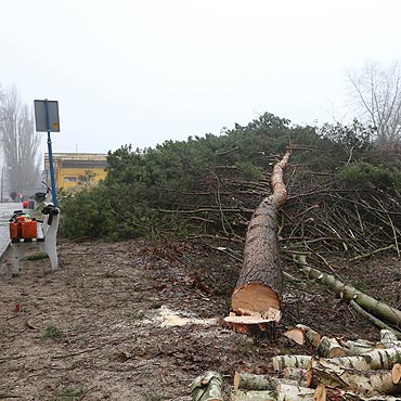 Wycinają drzewa pod przyszłą budowę