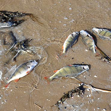 Martwe ryby na plaży! Najpierw sandacze, teraz okonie